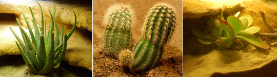 Desert Plants for Desert Living Vivariums