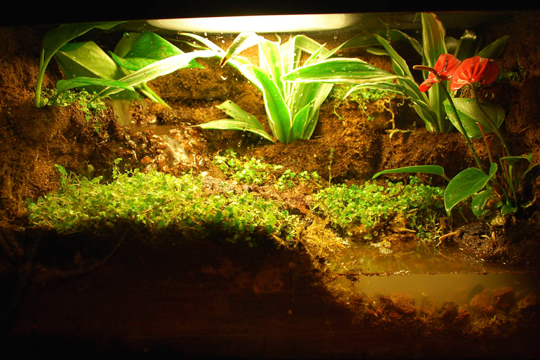 Tropical Vivarium with Waterfall, Naturalistic Background and Live Plants