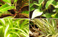 Bama Vivarium Tropical Plants