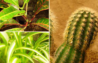 Tropical and Desert Plants for Living Vivariums