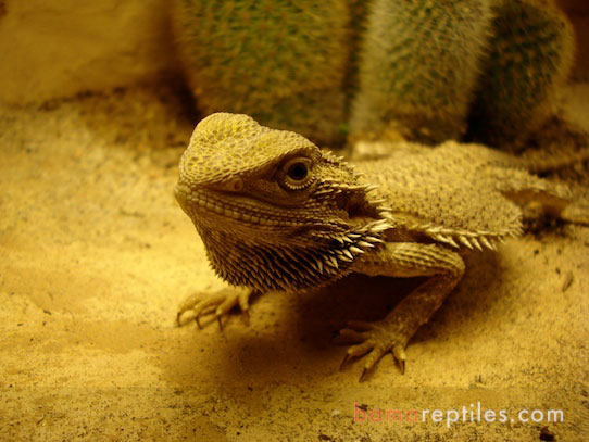 Bearded Dragon in a 40 Gallon Desert Living Vivarium