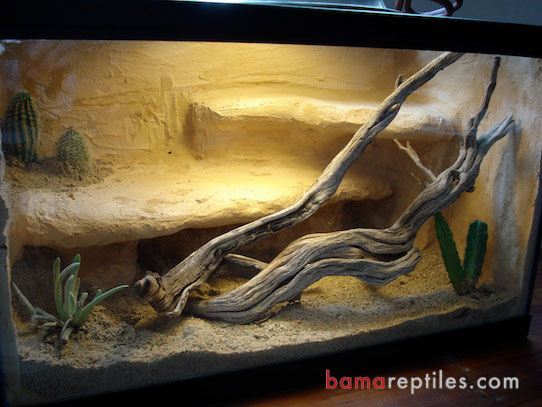 10 Gallon Desert Living Vivarium for Leopard Geckos