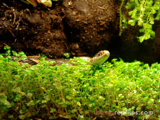 Garter Snake in a Tropical Living Vivarium