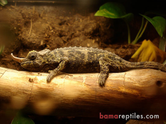 Chameleon climbing in his Tropical Living Vivarium