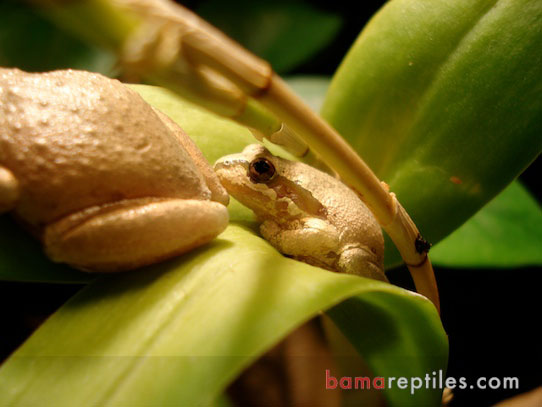 Closeup of tree frogs on orchids in a large Tropical Living Vivarium
