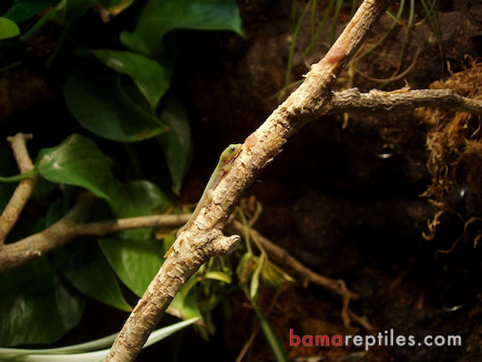 Baby Day Gecko in Tropical Living Vivarium